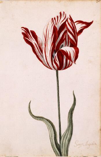 Great Tulip Book, during the time of “Tulipomania”, 17th century, Watercolour. Via Norto