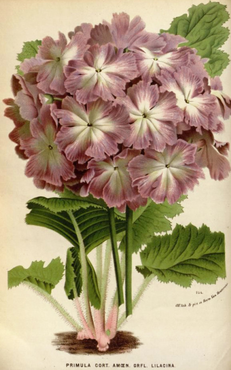 Louis Van Houtte, Primrose, Primula cortusoides, from the journal Flore des serres et des jardins de