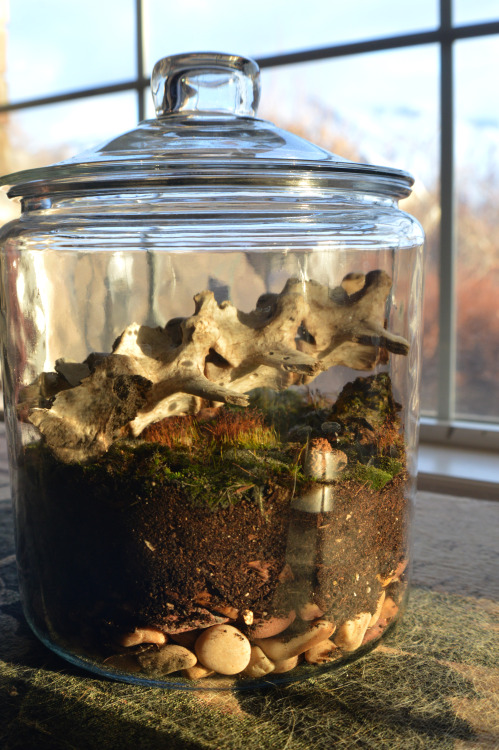 maysoulrose:Some detailed shots of a terrarium I made! found the spine on a hike!  ETSY | REDBU