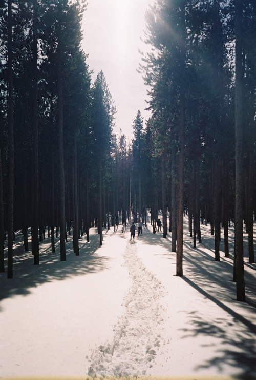 calms:  nature/vintage blog    