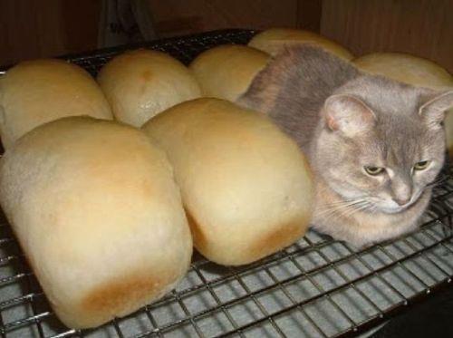 c0ffeekitten:  A loaf a day makes everything okay 