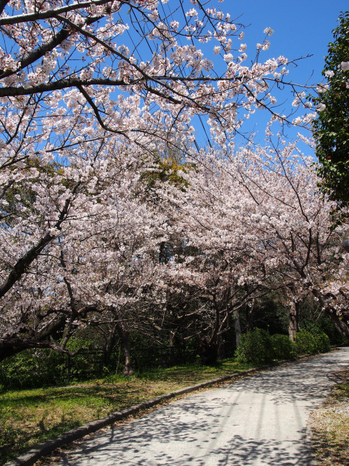 nishi park fukuoka japan Cherry BlossomsOlympus E-M5M.ZUIKO 12-50mmBy : Takashi H