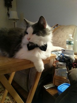 doxiequeen1:  blacwings-and-angelblades:  A friend made my cat a bowtie. He is super fancy and fluffy at the same time. ♡ Thank you Angie!! If I knew how to link your tumblr I would. Check out her work at doxiequeen1.  Ahh he’s so cute! I’m really