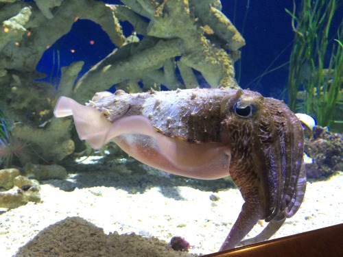montereybayaquarium: squidscientistas:Painfully cute cuttlefish at the Monterey Bay Aquarium Tentacl