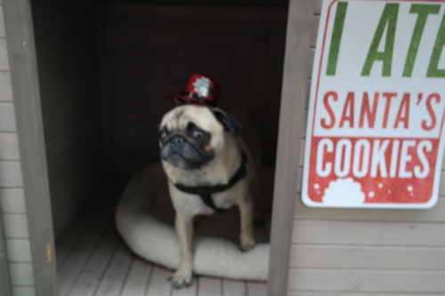 Penny the pug tries to get into the holiday mood, but her head is too tiny for even the tiniest of p