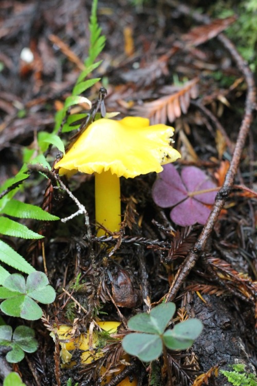 I think this is a yellow wax cap? 