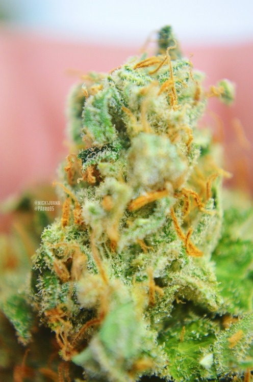 nickijuana:  Macros for days 
