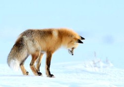 wonderous-world:  Wildlife photographer Richard Peters caught this amazing moment of nature in the raw at Lamar Valley in Yellowstone National Park, Wyoming when a red fox dived nose first after a mouse buried beneath the snow. 