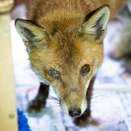 This fox arrived here with a nasty injury to his right eye. Although there were initial fears he had