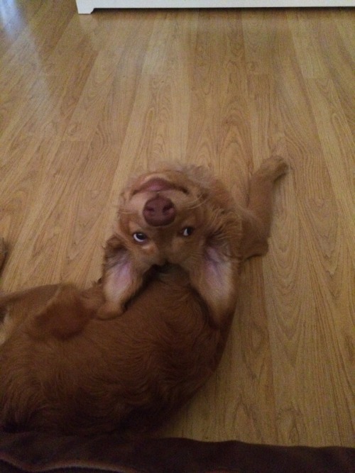 putyouinabettermood: She keeps looking at me like this.. via ift.tt/1LV7Rrg putyouinabettermo