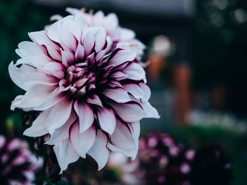 nickstanley:white and violet dahlias