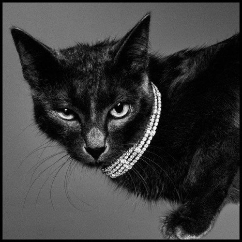 ♱ Black Beauty 🐈‍⬛