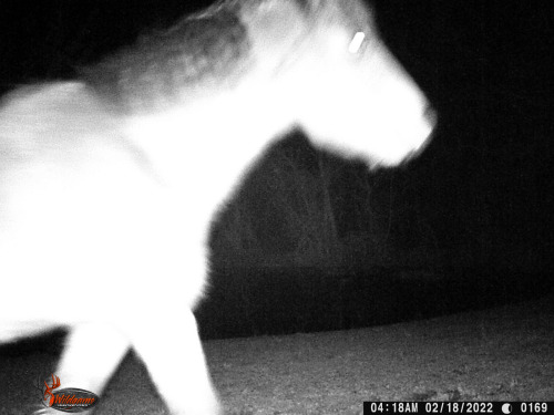 I’ve got a crappy trail cam in the pasture (the better ones are out further from the house where mor