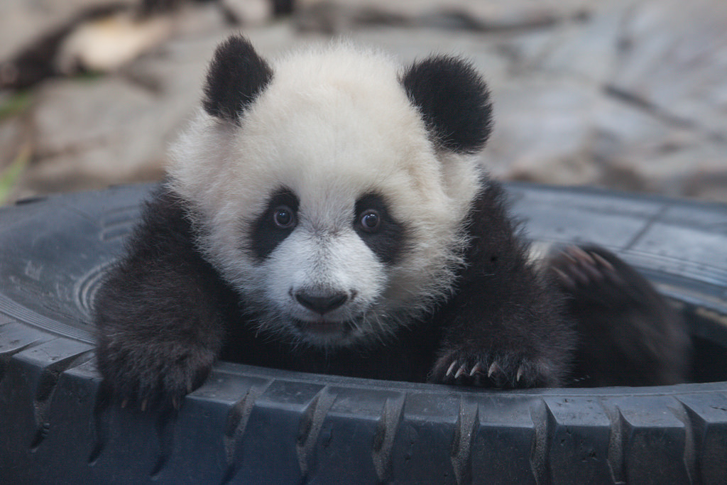 giantpandaphotos:© Jeff Perry.