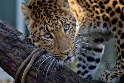 ancient-magics:  Chinese Leopard by Krissey