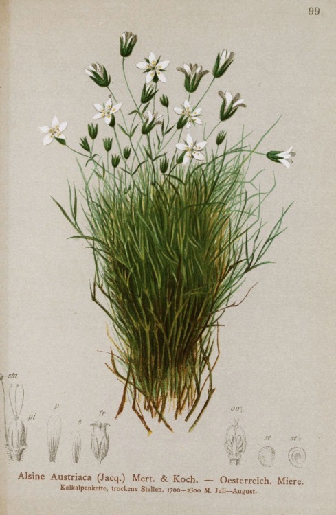 heracliteanfire: from Atlas der Alpenflora v. 1 (by BioDivLibrary)