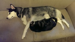 lokithehusky:  I need to get Loki’s claws trimmed so badly (I can’t find our clippers anywhere), but this was too sweet not to share. Behold, the evolution of snuggle time.