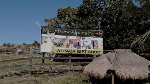 9 September 2015 Mountview Alpaca Farm In Queensland, Australia. 