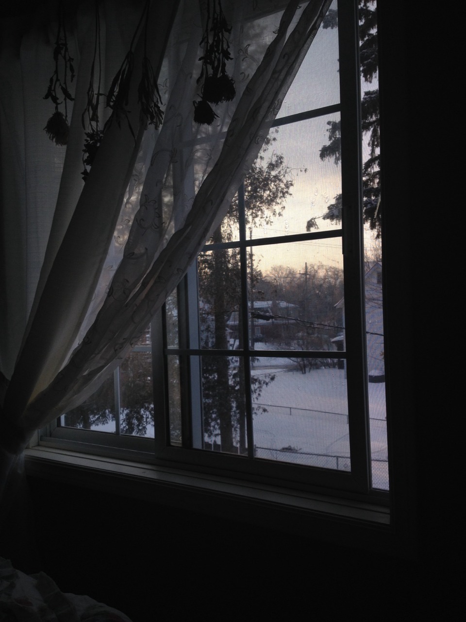 whiteoleander:  morning views 