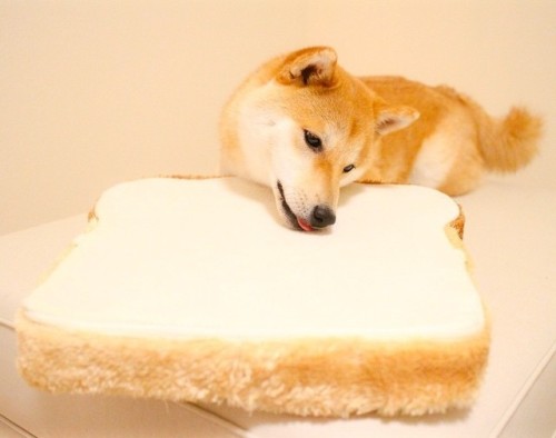 mustardtigress:  I love bread just as much as Daifuku!!