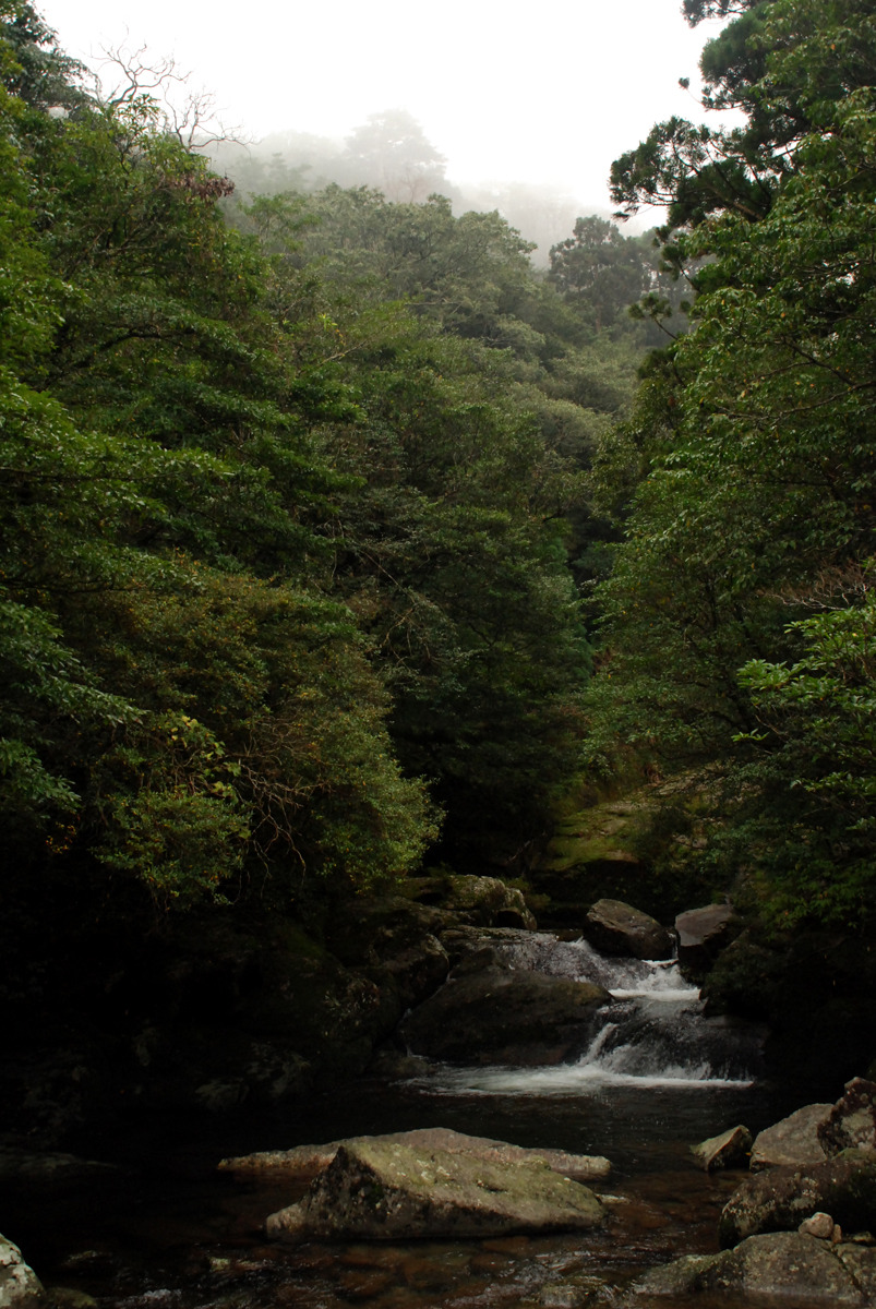 positive-everything:  19.11.2015 Yakushima This morning I woke up early to catch