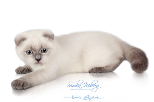 Simba Iceberg Flo -  blue point Scottish Fold kitten (female) :)Watch for updates on the site :