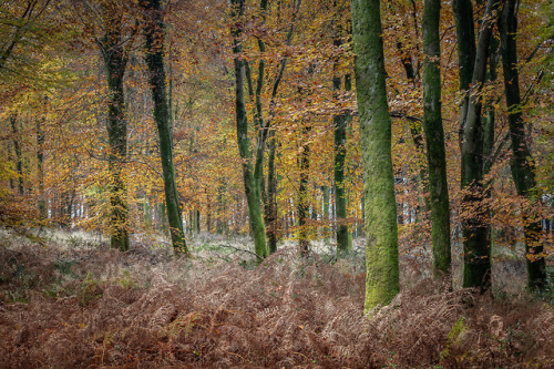 Autumn Woodland by Leigh DoreyInstagram | Twitter