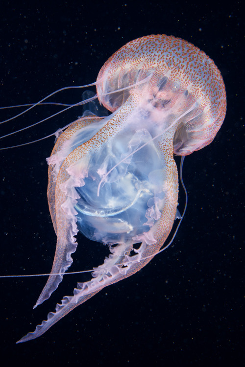 sayazuri: Alexander Semenov - Pelagia noctiluca Source: flickr.com