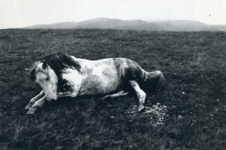 uconstruction:  Bruce Davidson (American b 1933) • Welsh Pony 1965