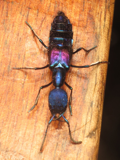 onenicebugperday:Jewel rove beetles in the genus Plochionocerus,Staphylinidae. Found from southern M