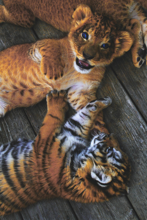 envyavenue:  Lion & Tiger Cubs porn pictures