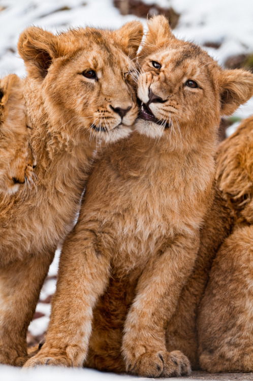 phototoartguy:Two siblings (by Tambako the Jaguar) 