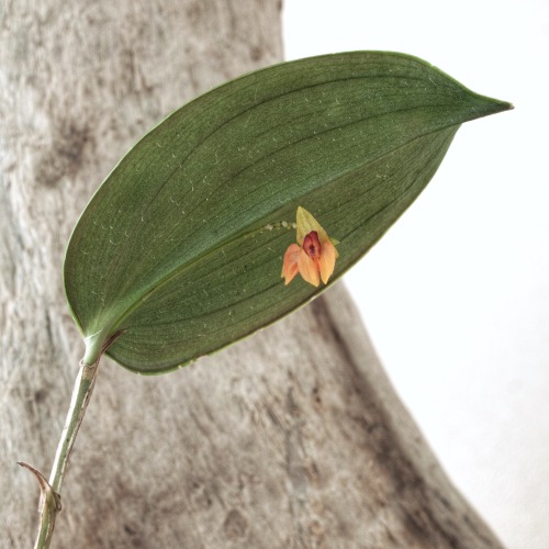 Lepanthes menatoi Luer &amp; R.Vásquez