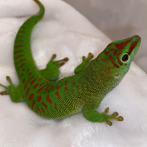 Introducing our newest scaly friend who’s joined our scaly family! Isn’t she beautiful? 