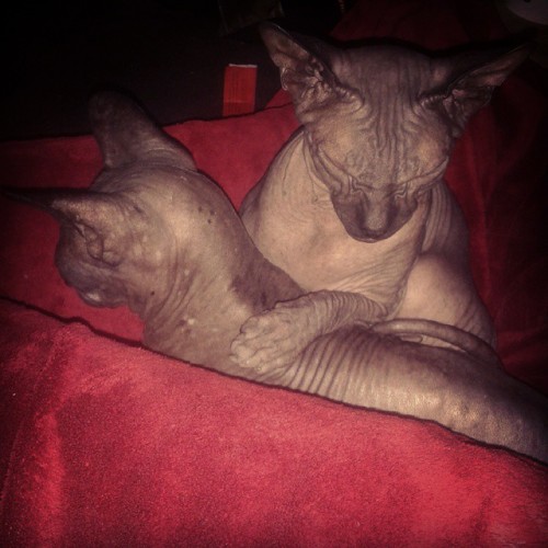 okkvlt: Cat pals