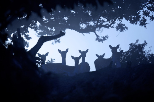 nubbsgalore:red deer stag photographed by mark bridger in richmond park 