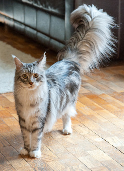 mostlycatsmostly:  A Tail with a Cat Attached (via Yvonne White )  