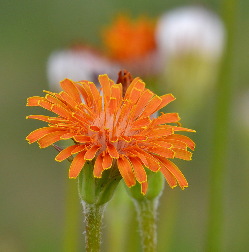 Flowers of Dry Fork Canyon, below the Big Springs Saddle. Photo credits, Steve Hegji.
Steve took a hike up there and took a photo sampler of my backyard. As you can see, it is a beautiful hike with a beautiful view, one of my favorites and has...