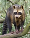 dailyraccoons:ducktollers:just found out about crab-eating raccoons. why are they
