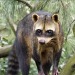 dailyraccoons:ducktollers:just found out about crab-eating raccoons. why are they