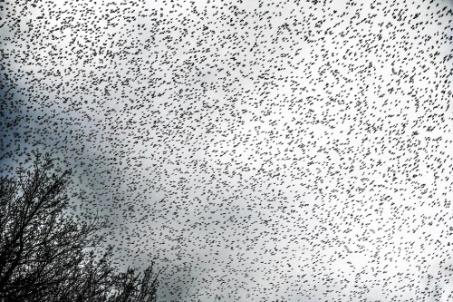 Common Starling (Sturnus vulgaris)© joel Gambrelle