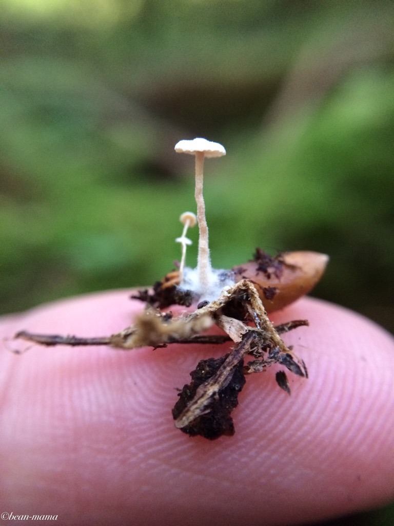 mooonkid:  bean-mama:  Tiny enough to fit on my fingertip   Ahhh!!!!