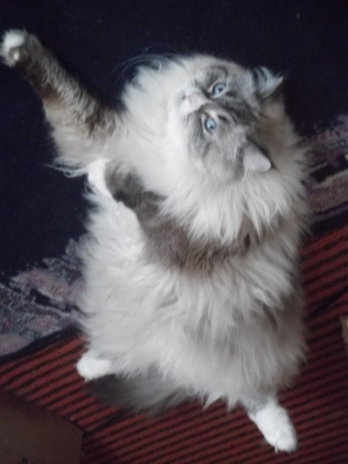 Training to be a Boxer…