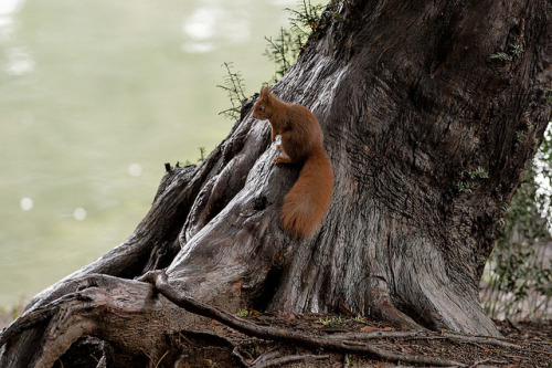 scoiattolo rosso_Sciurus vulgaris by www.michelenespoli.it on Flickr.