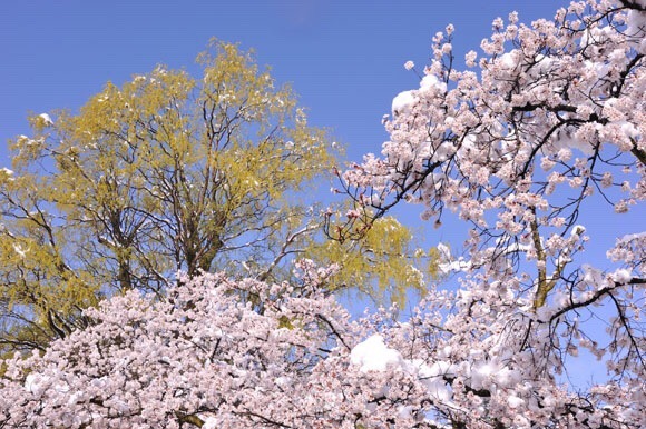 zekkei-beautiful-scenery:  Cherry blossoms and snow falling in #Japan  桜舞い散る雪が降る