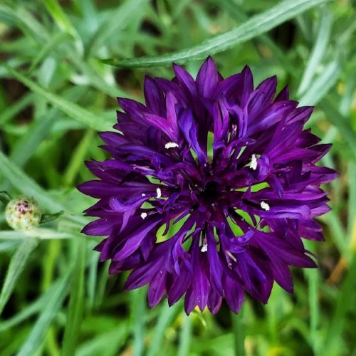 Magenta Cornflower with a Flourish of Grass. #FlowersInUrbia #flowers #cornflowers #wildflowers #flo