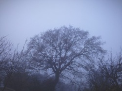 jbanna:  So misty today :O