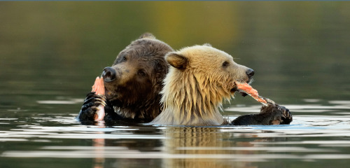 frogndtoad: pictures-of-dogs:what’s better than this. just two besties slammin’ salmon together drew