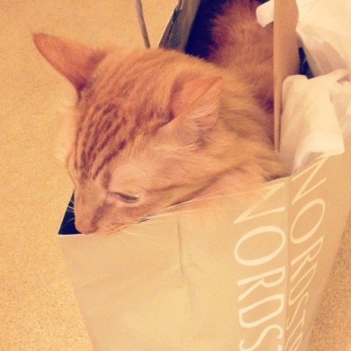 Drawn to the Nordstrom bag. The cat doesn’t fall far from the tree.