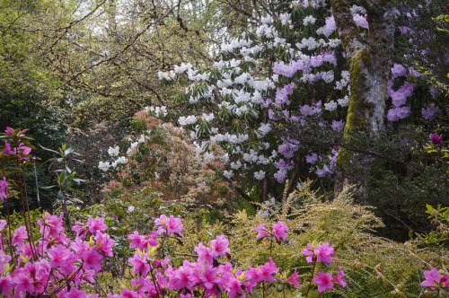 90377: Pink Azalea with Rhododendrons, Darts Hill by Scarlet Black 